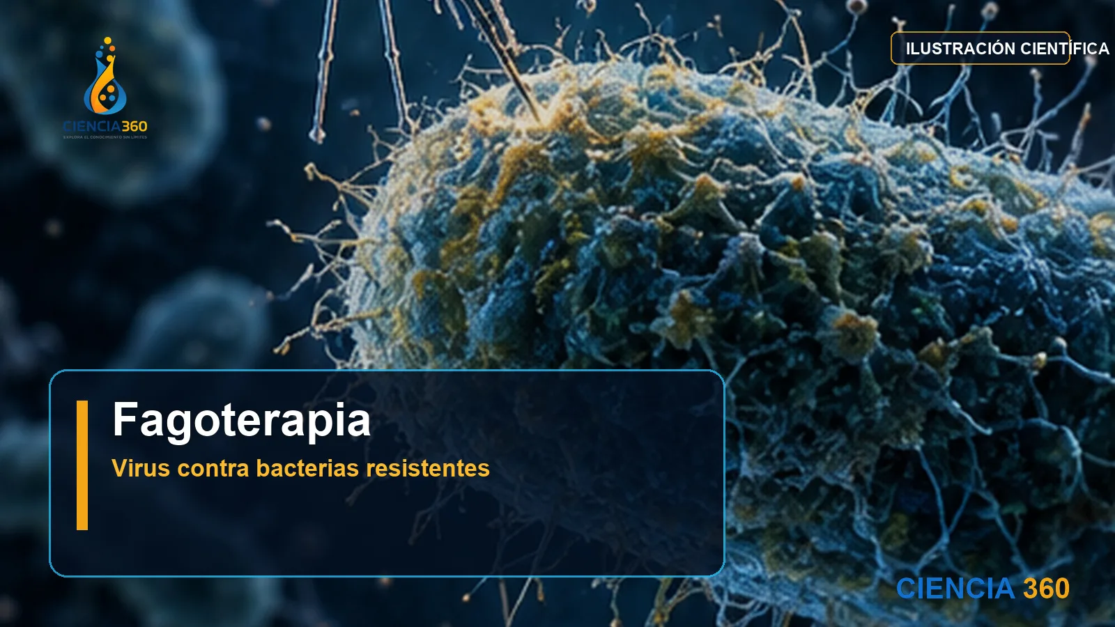 Fagoterapia contra bacterias resistentes: potencial, selección y límites